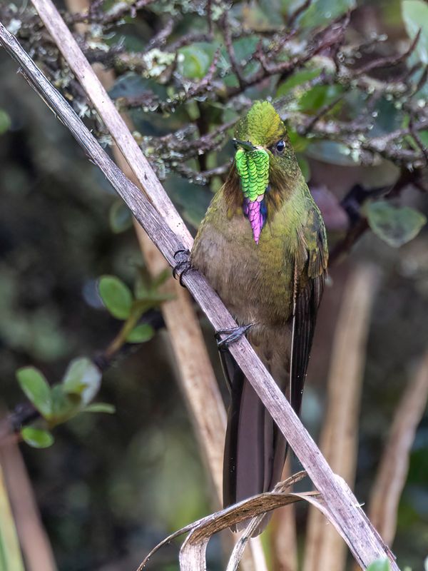 Bronze-tailed Thornbill - Bronsstaartdoornsnavel - Mtallure  queue bronze (m)