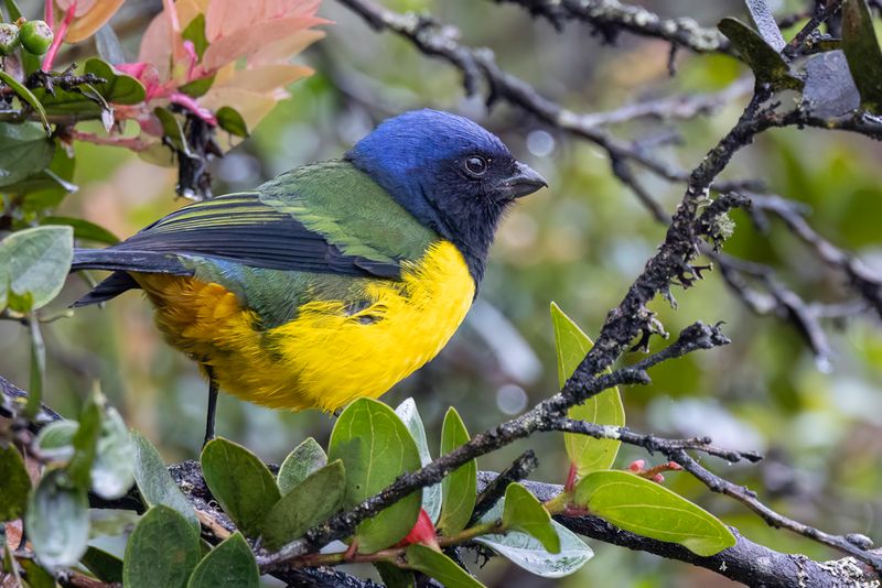 Black-chested Mountain Tanager - Zwartborstbergtangare - Tangara  poitrine noire