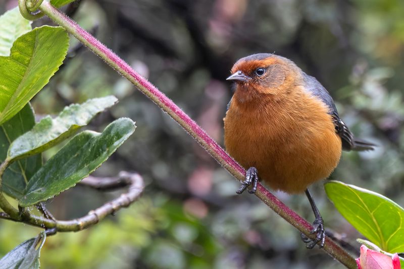Rufous-browed Conebill - Roodbrauwspitssnavel - Conirostre roux