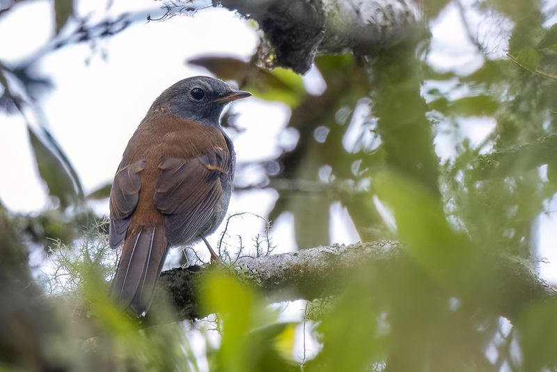 Andean Solitaire - Andessolitaire - Solitaire des Andes