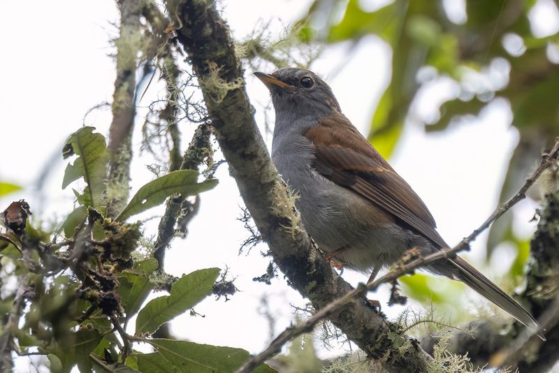 Andean Solitaire - Andessolitaire - Solitaire des Andes