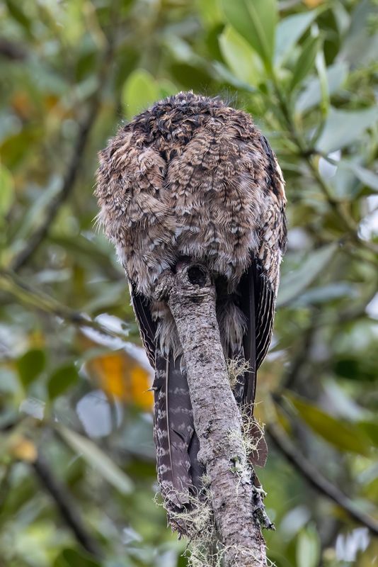 Andean Potoo - Andesreuzennachtzwaluw - Ibijau des Andes