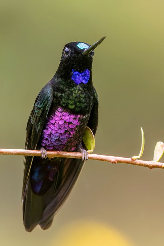 Blue-throated Starfrontlet - Blauwe Incakolibrie - Inca porphyre (m)