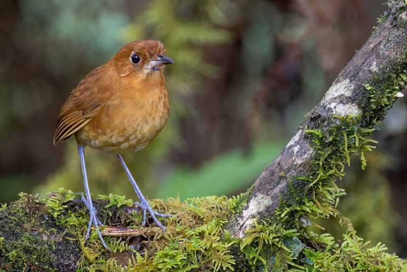 Birds of Colombia Amazon 2025