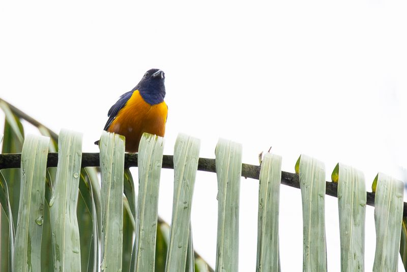 Birds of Colombia Amazon 2025