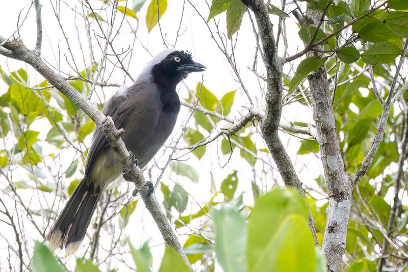 Azure-naped Jay - Azuurnekgaai - Geai  calotte azur
