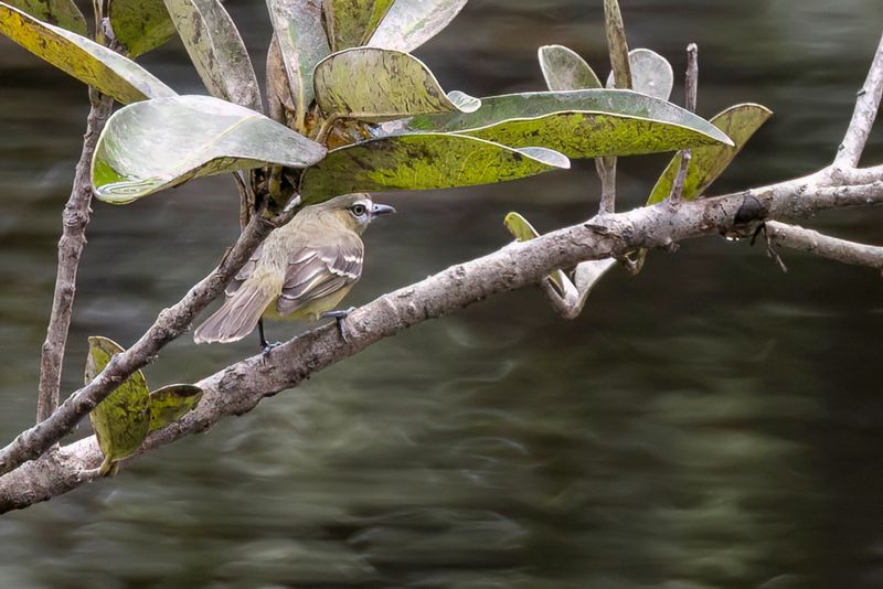 Amazonian Inezia - Bruinkopinezia - Tyranneau givr