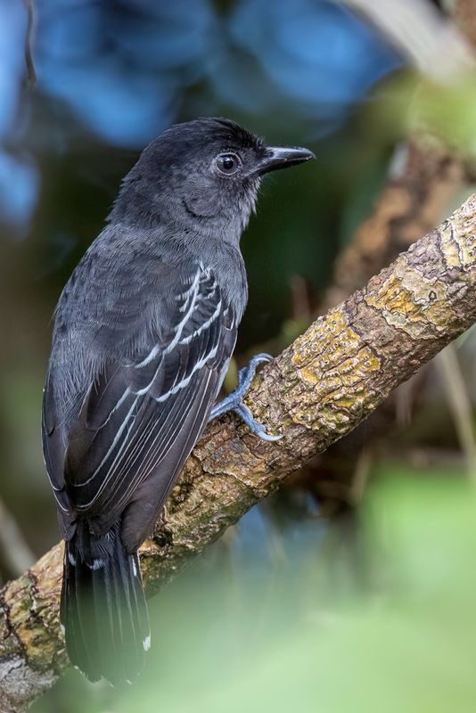 Blackish-grey Antshrike - Zwart-grijze Mierklauwier - Batara demi-deuil (m)