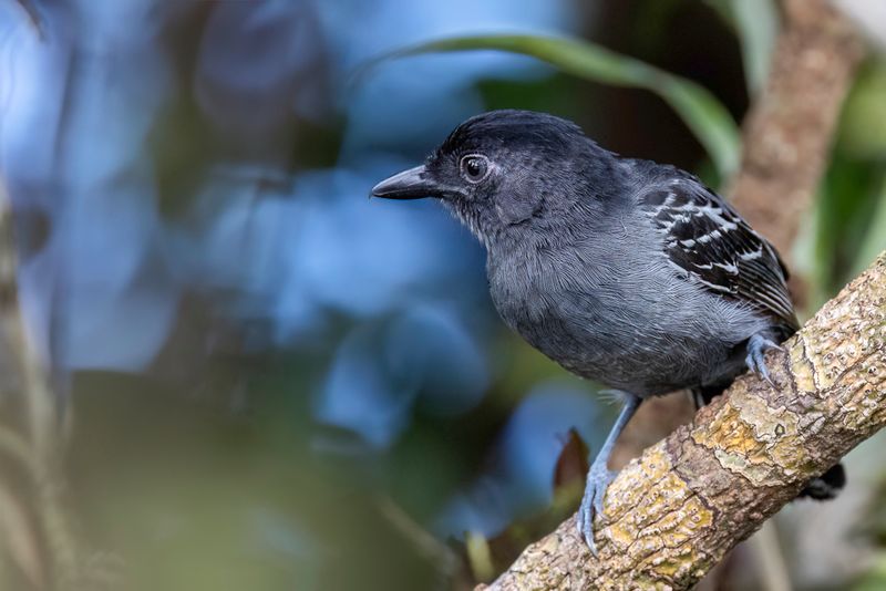 Blackish-grey Antshrike - Zwart-grijze Mierklauwier - Batara demi-deuil (m)