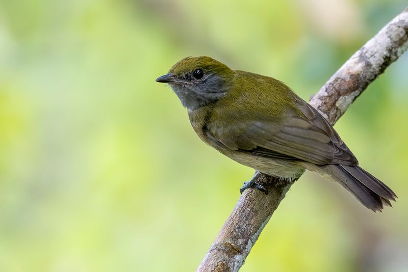 Yellow-crested Manakin - Geelkruinmanakin - Manakin  bandeau jaune (f)