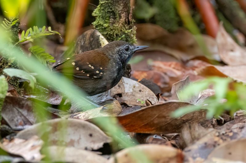 Grey-bellied Antbird - Grijsbuikmiervogel - Alapi  ventre gris
