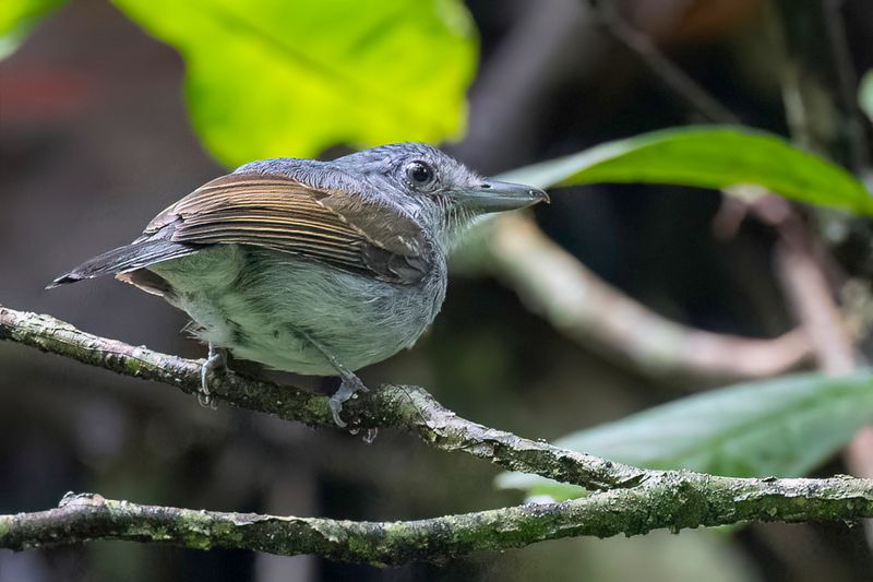 Mouse-colored Antshrike - Grijze Mierklauwier - Batara souris (m)