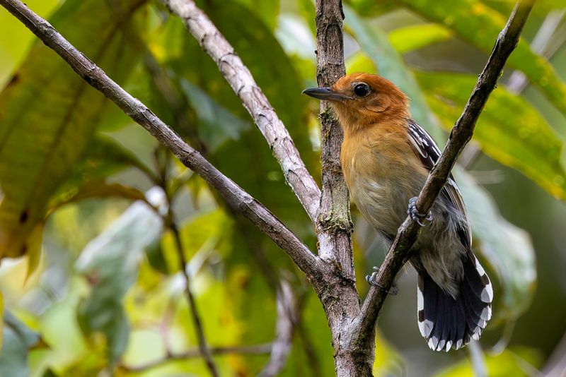 Amazonian Antshrike - Amazonemierklauwier - Batara d'Amazonie (f)