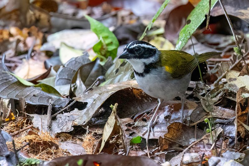 Pectoral Sparrow - Olijfruggors - Tohi silencieux