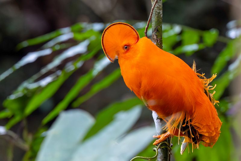 Guianan Cock-of-the-rock - Oranje Rotshaan - Coq-de-roche orange (m)