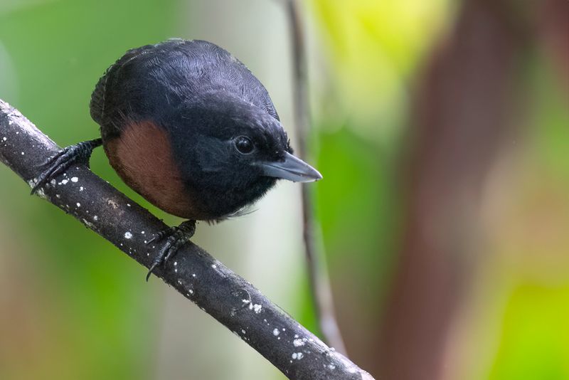 Black Bushbird - Zwarte Dikbekmiervogel - Batara des fourrs (f)