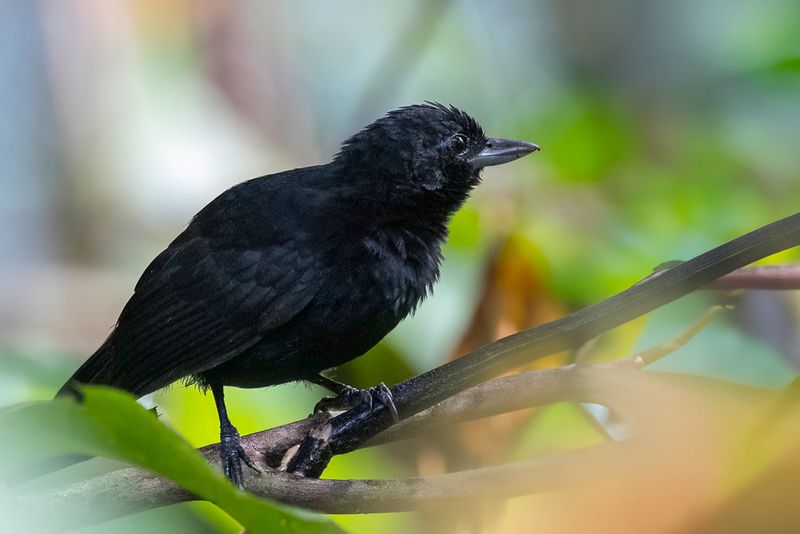 Black Bushbird - Zwarte Dikbekmiervogel - Batara des fourrs (m)