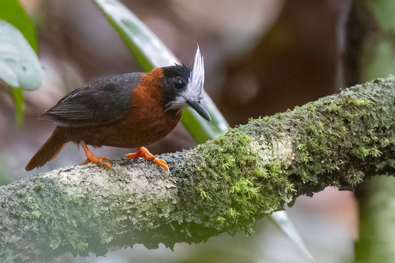 White-plumed Antbird - Witpluimmiervogel - Fourmilier manikup
