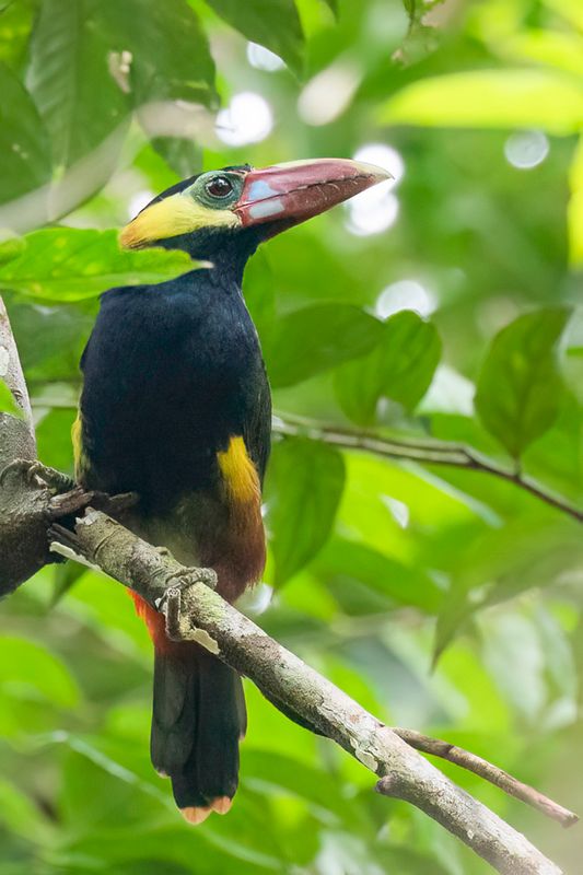 Tawny-tufted Toucanet - Natterers Pepervreter - Toucanet de Natterer (m)