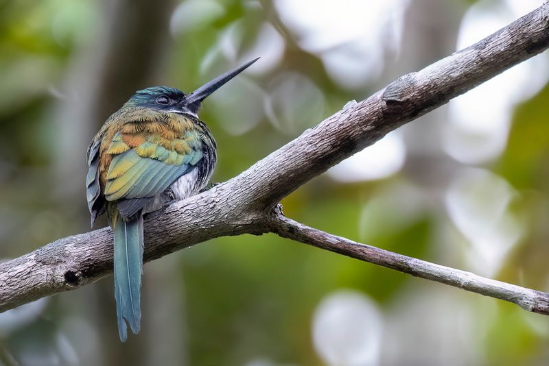 Bronzy Jacamar - Bronsglansvogel - Jacamar  ventre blanc