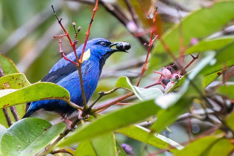 Short-billed Honeycreeper - Kortsnavelsuikervogel - Guit-guit  bec court (m)
