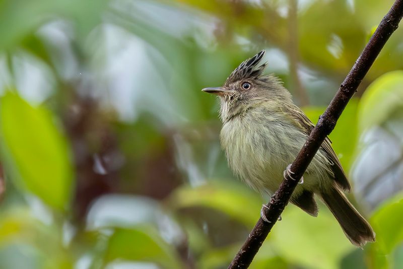 Double-banded Pygmy Tyrant - Dubbelbanddwergtiran - Microtyran bifasci