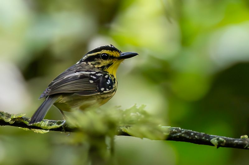 Yellow-browed Antbird - Geelbrauwmierkruiper - Alapi  sourcils jaunes