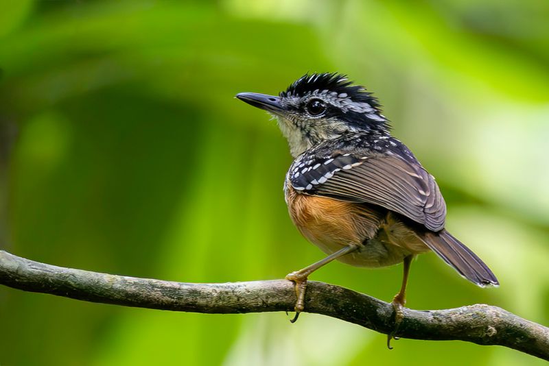 Imeri Warbling Antbird - Imeriorpheusmierkruiper - Alapi flavescent