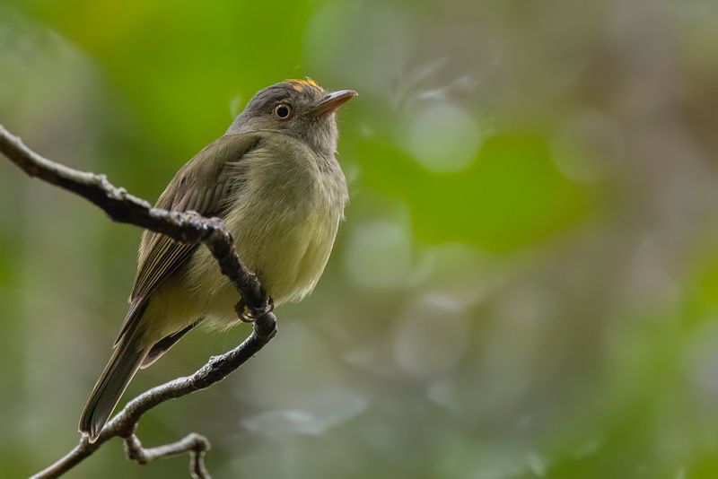 Saffron-crested Tyrant-Manakin - Geelkuiftiranmanakin - Manakin  panache dor