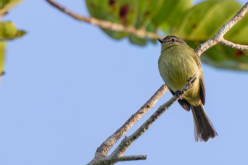 Slender-footed Tyrannulet - Slankpootvliegenpikker - Tyranneau  petits pieds