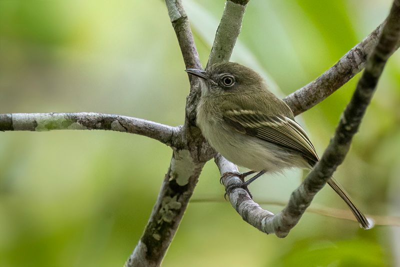 White-eyed Tody-Tyrant - Witoogtodietiran - Todirostre zostrops