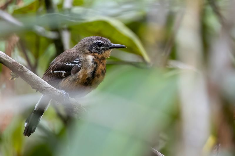 Southern White-fringed Antwren - Zuidelijke Witbandmiersluiper - Grisin de Cayenne (f)