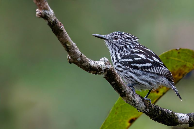 Cherrie's Antwren - Cherries Miersluiper - Myrmidon de Cherrie (m)