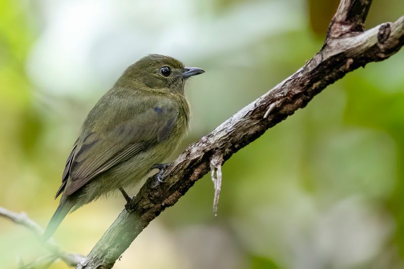 Black Manakin - Zwarte Manakin - Manakin noir (imm m)