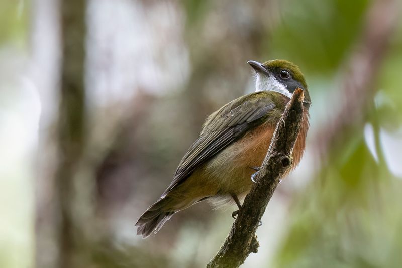 Yellow-crested Manakin - Geelkruinmanakin - Manakin  bandeau jaune (m)