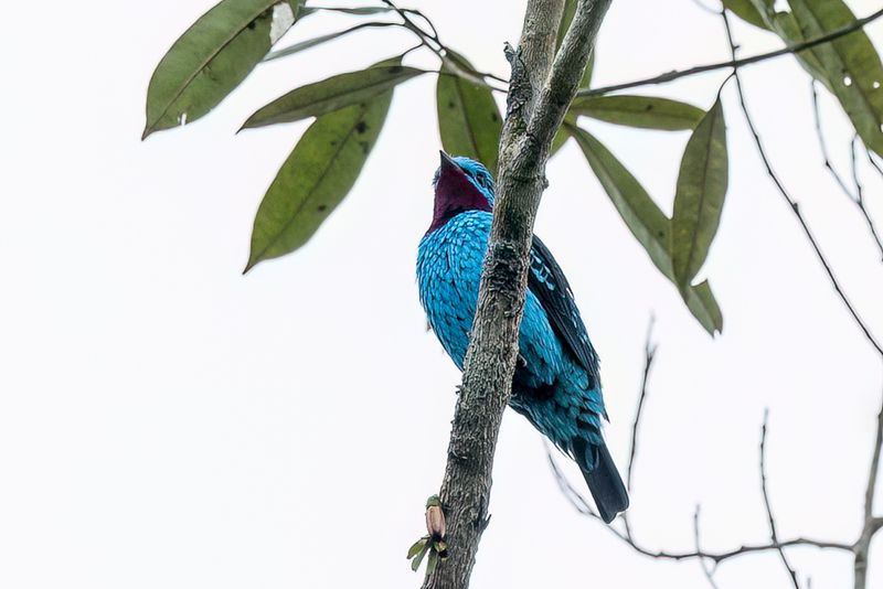 Spangled Cotinga - Halsbandcotinga - Cotinga de Cayenne (m)