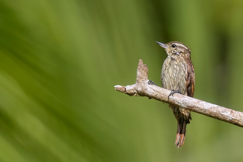 Slender-billed Xenops - Streepstaartxenops - Sittine des rameaux