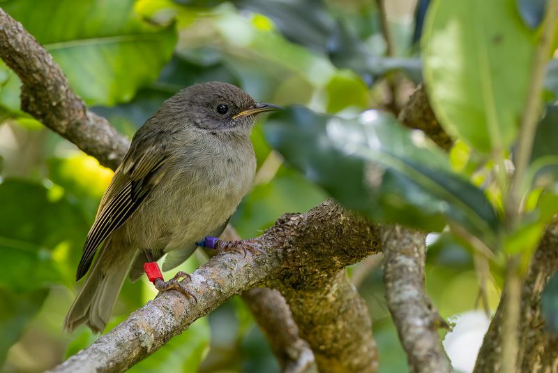 170 Notiomystidae - Stitchbird