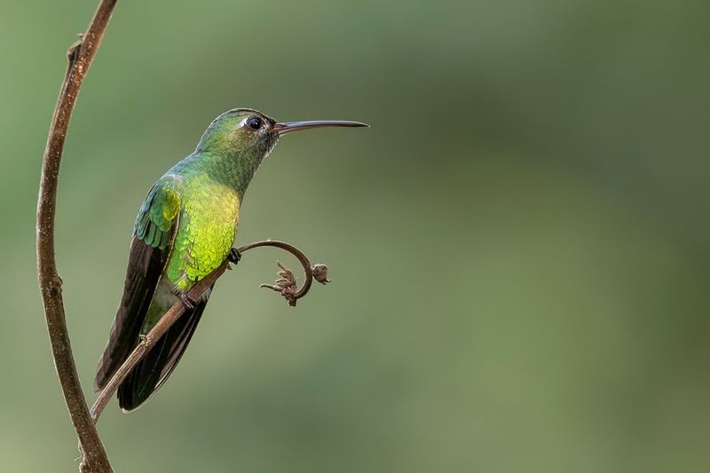 Green-tailed Goldenthroat - Groenstaartgoudkeelkolibrie - Colibri tout-vert (m)