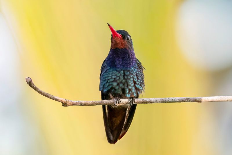 Rufous-throated Sapphire - Roodkeelsaffierkolibrie - Saphir  gorge rousse (m)