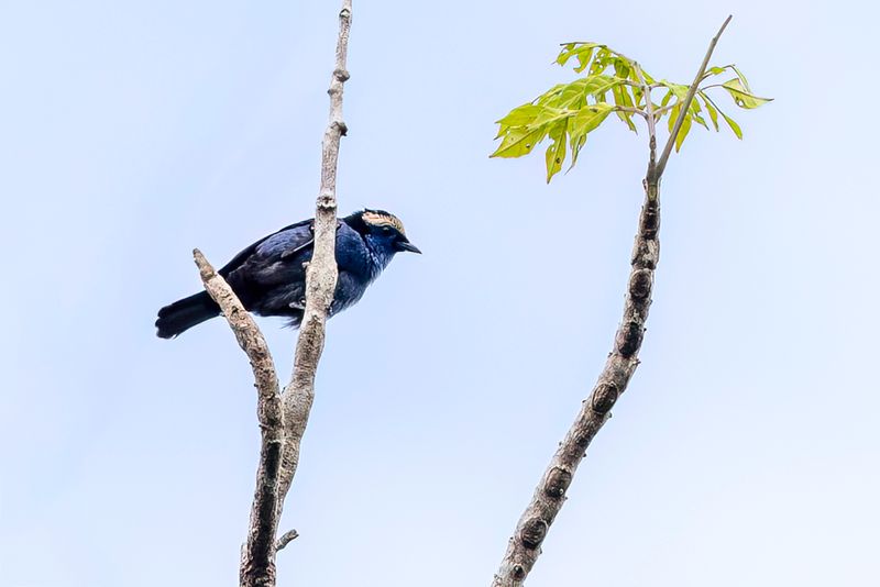 Opal-crowned Tanager - Opaalkruintangare - Calliste  sourcils clairs