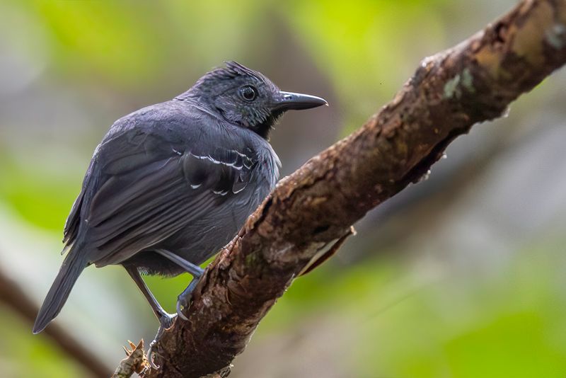 Black-headed Antbird - Roetkopmiervogel - Roetkopmiervogel