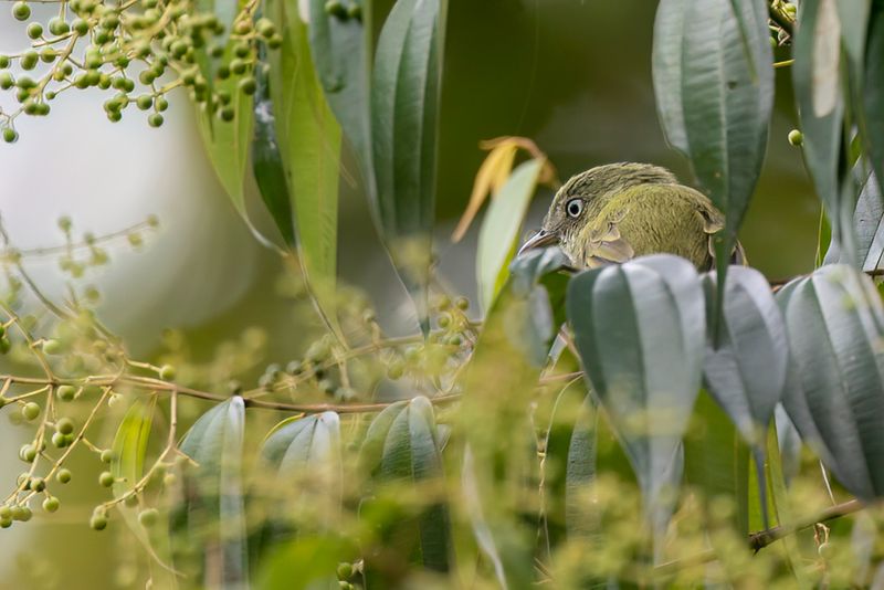 Dwarf Tyrant-Manakin - Dwergtiranmanakin - Manakin nain