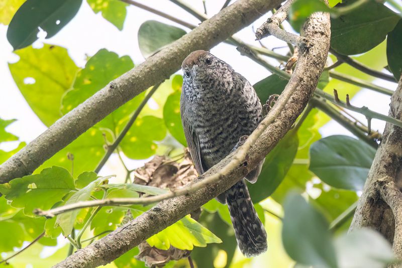 Speckle-breasted Wren - Maranwinterkoning - Troglodyte de Sclater