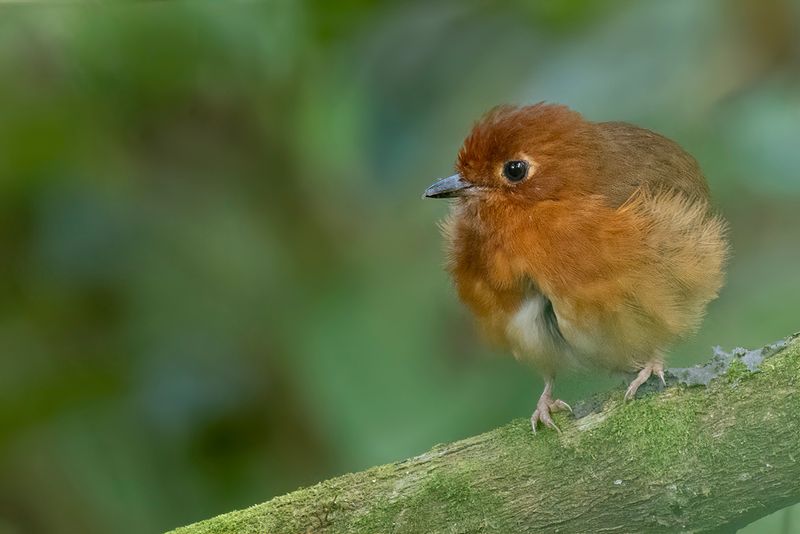 123 Grallariidae - Antpittas