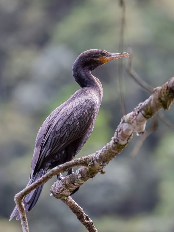 Birds of Colombia Amazon 2025