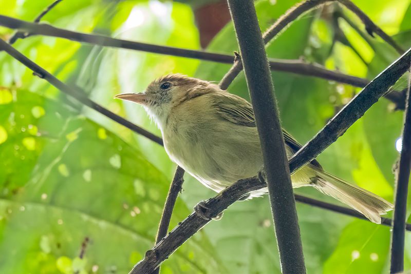Rufous-naped Greenlet - Roestnekvireo - Viron  nuque rousse