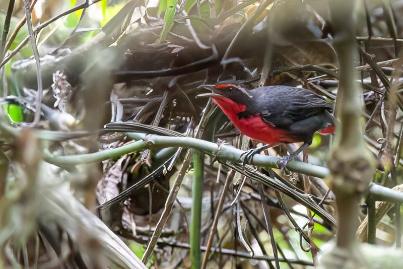 238 Rhodinocichlidae - Thrush-tanager