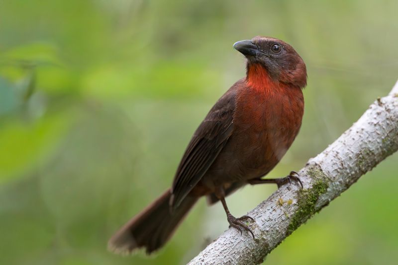 Birds of Costa Rica 2020