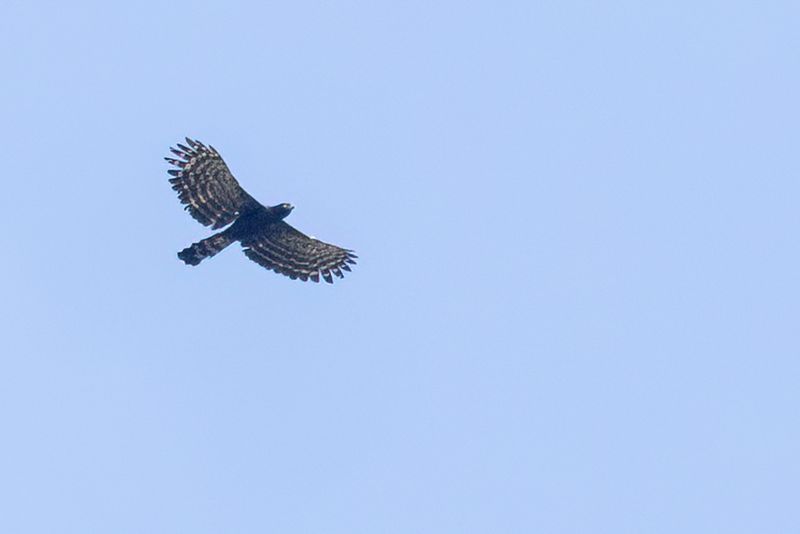 080 Accipitridae - Kites, Hawks, Eagles